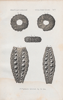 Abhandlungen zur Geologischen Specialkarte von Preussen und den Thüringischen Staaten 1883 Bd. 4, H. 1