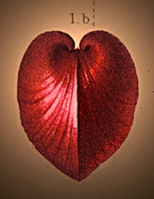 Atlas zu den Abhandlungen zur Geologischen Specialkarte von Preussen und den Thüringischen Staaten 1888 Bd. 6, H. 4