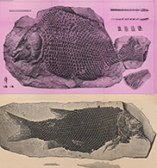 Atlas zu den Abhandlungen zur Geologischen Specialkarte von Preussen und den Thüringischen Staaten 1887 Bd. 7, H. 4