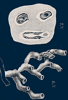 Abhandlungen zur Geologischen Specialkarte von Preussen und den Thüringischen Staaten 1889 Bd. 8, H. 4