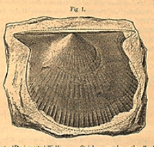 Abhandlungen zur Geologischen Specialkarte von Preussen und den Thüringischen Staaten 1891 Bd. 9, H. 3