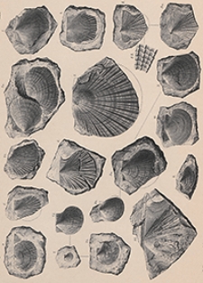 Atlas zu den Abhandlungen zur Geologischen Specialkarte von Preussen und den Thüringischen Staaten 1891 Bd. 9, H. 3