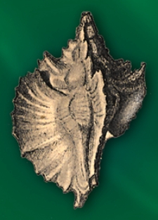 Abhandlungen zur Geologischen Specialkarte von Preussen und den Thüringischen Staaten 1889 Bd. 10, H. 1