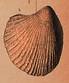 Abhandlungen zur Geologischen Specialkarte von Preussen und den Thüringischen Staaten 1894 Bd. 10, H. 6