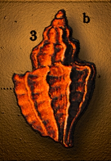 Abhandlungen zur Geologischen Specialkarte von Preussen und den Thüringischen Staaten 1894 Bd. 10, H. 7