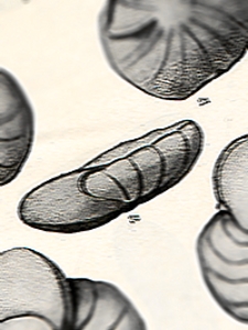 Bulletin 676. Some pliocene and miocene foraminifera of the Coastal Plain of the United States