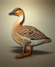 Danmarks Fugle : med henblik paa de i Gronland, paa Faeroerne og i Kongeriget Island forekommende arter. Bd. 1, Indledning og Andefugle (Anseriformes)