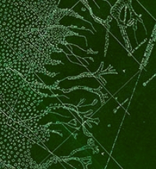 Bulletin 792-C.The Toklat-Tonzona Region = Geologic investigations in northern Alaska