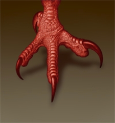 Danmarks Fugle : med henblik paa de i Gronland, paa Faeroerne og i Kongeriget Island forekommende arter. Bd. 3, Rovfugle (Falconiformes)