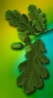 Getreue Darstellung und Beschreibung der in der Arzneykunde gebrauchlichen Gewachse, wie auch solcher, welche mit ihnen verwechselt werden konnen. Bd. 6