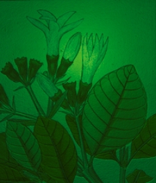 Getreue Darstellung und Beschreibung der in der Arzneykunde gebrauchlichen Gewachse, wie auch solcher, welche mit ihnen verwechselt werden konnen. Bd. 7