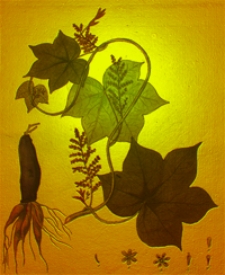 Getreue Darstellung und Beschreibung der in der Arzneykunde gebrauchlichen Gewachse, wie auch solcher, welche mit ihnen verwechselt werden konnen. Bd. 9