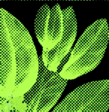 Getreue Darstellung und Beschreibung der in der Arzneykunde gebrauchlichen Gewachse, wie auch solcher, welche mit ihnen verwechselt werden konnen. Bd. 11