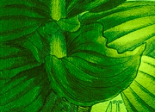 Getreue Darstellung und Beschreibung der in der Arzneykunde gebrauchlichen Gewachse, wie auch solcher, welche mit ihnen verwechselt werden konnen. Bd. 13