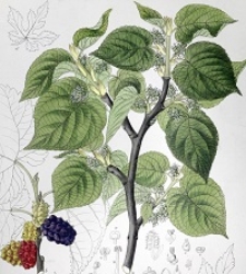 Wallpaper for mobile phone (2021)